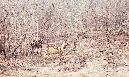 Botswana | African Painted Dogs