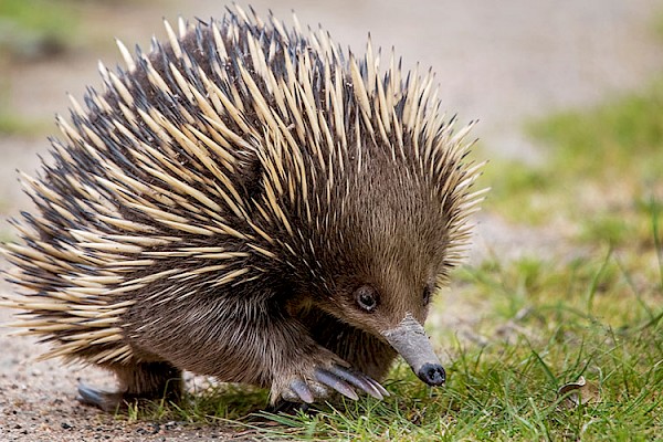 Short Beaked Echidna at The Living Desert Zoo and Gardens. Click to see more.