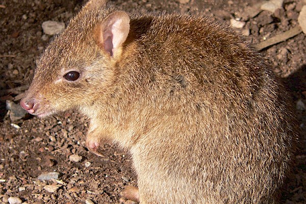 Bettong at The Living Desert Zoo and Gardens. Click to see more.