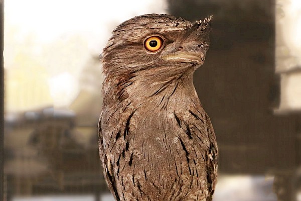 Tawny Frogmouth at The Living Desert Zoo and Gardens. Click to see more.