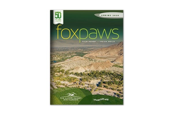 Foxpaws | Spring 2020