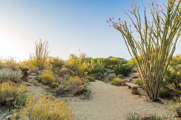 Stroll the Discovery Loop, a flat, sandy trail through a palo verde and smoketree desert woodland. (0.5 mi).