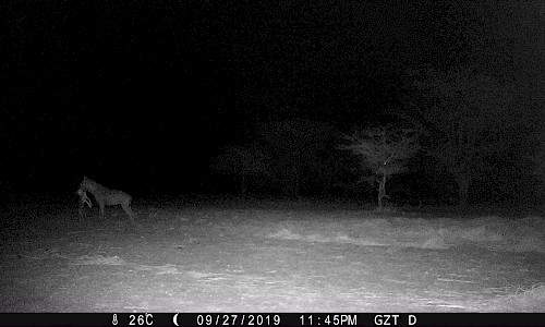 Camera Trapping Project | Hyena
