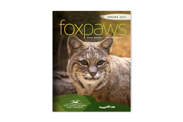 Foxpaws Spring 2021