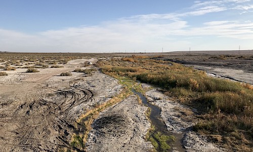 Salt Creek Restoration Site, near Dos Palmas Preserve