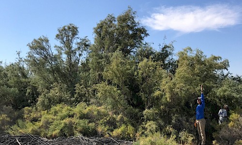 Natalie Gonzalez standing next to a tamarisk stand to give scale to the invasive plants