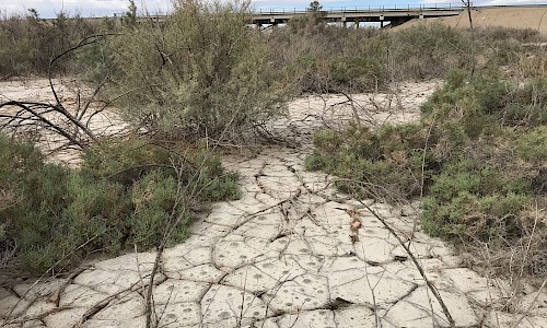The dry topsoil characteristic of lower Salt Creek near the delta with the Salton Sea