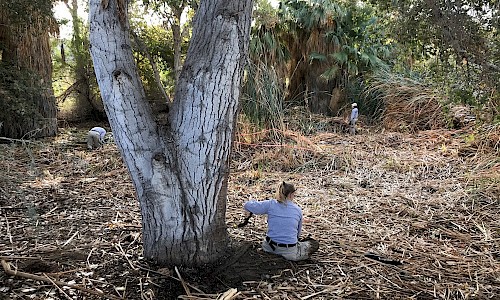 Sonoran Pond seen from the staff road during vegetation removal. An Americorps member sits beside a cottonwood to wring the mud out of her socks while in the background Americorps members continue with cattail removal.