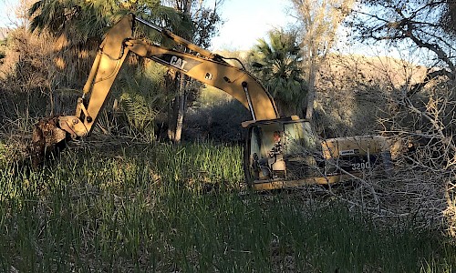 Heavy machinery removing hundreds of tons of mud and cattail roots from the pond basin.