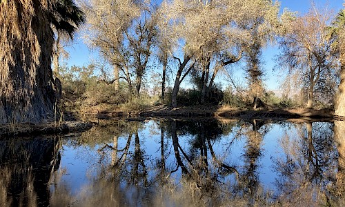 Sonroan Pond today: An expansive saltwater desert pupfish oasis.