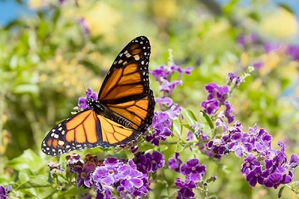 Western Monarch resources at The Living Desert Zoo and Gardens. Click for more information.