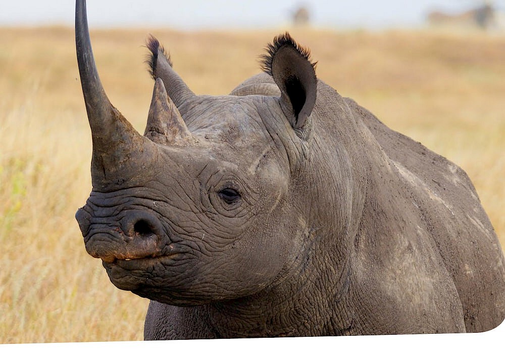 Rhino Savanna